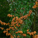 Beech and Ivy
