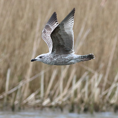 EOS 90D Unknown 13 43 34 12847 HerringGull dpp