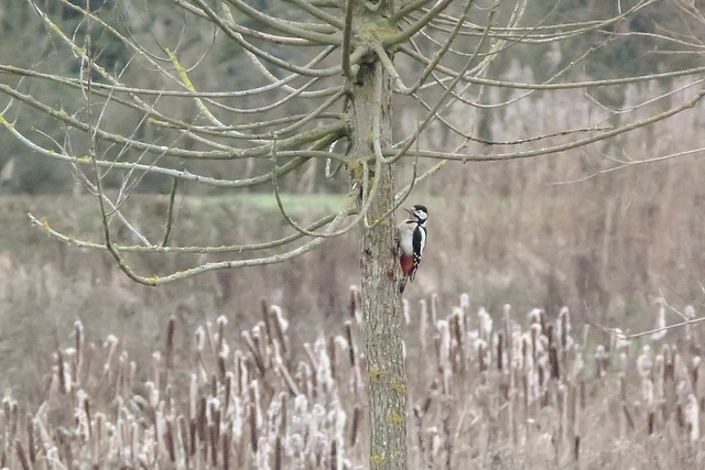 Great Spotted Woodpecker