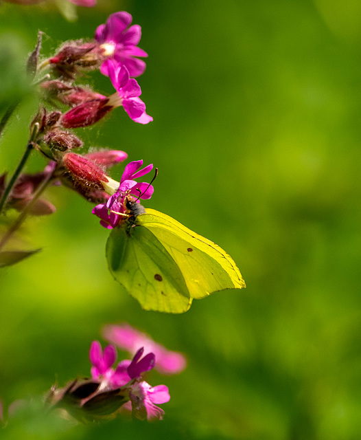 Brimstone butterfly