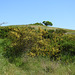 Ginsterblüte auf Hiddensee