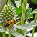 20230719 2412CPw [D~LIP] Flachblättriger Mannstreu (Eryngium planum), Gefleckter Schmalbock (Strangalia maculata), Bad Salzuflen