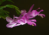 Christmas cactus IMG 20250218 220222