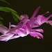 Christmas cactus IMG 20250218 220222