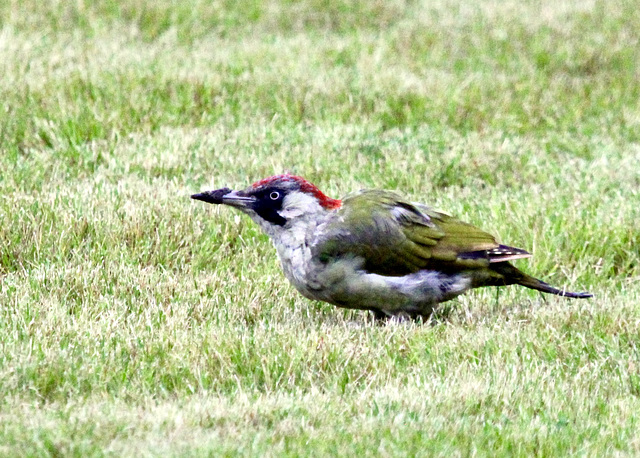 "Der frühe Vogel fängt den Wurm.":)   PiP