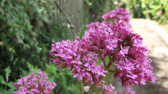 Milkweed growing copiously alongside the drive