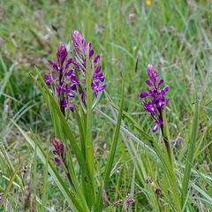 Orchis laxiflora - 2016-04-29_D4_DSC7178