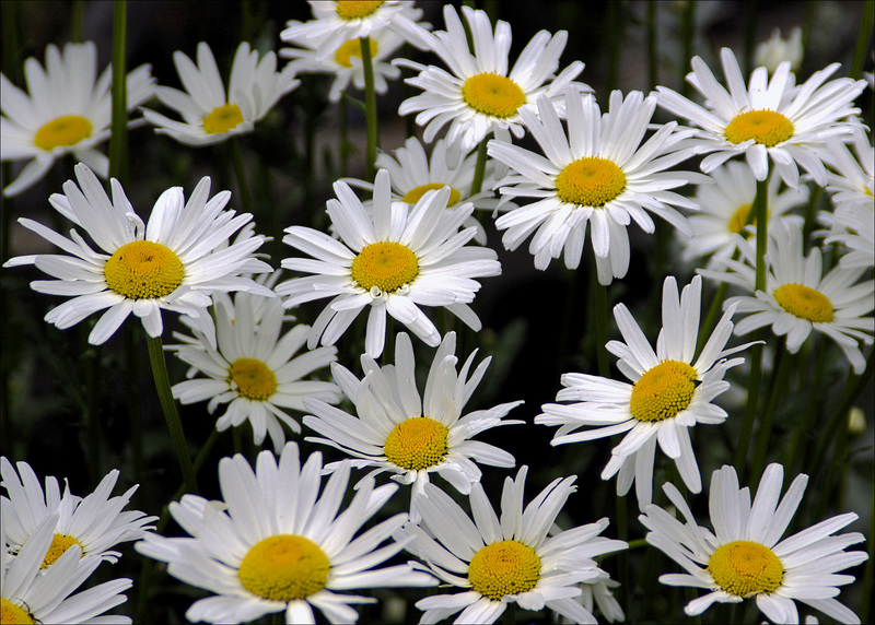 Daisies 00