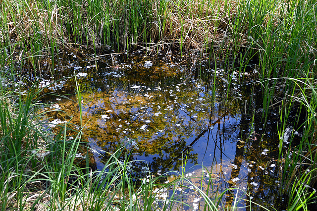 Baumblüten wie Schee auf dem Teich