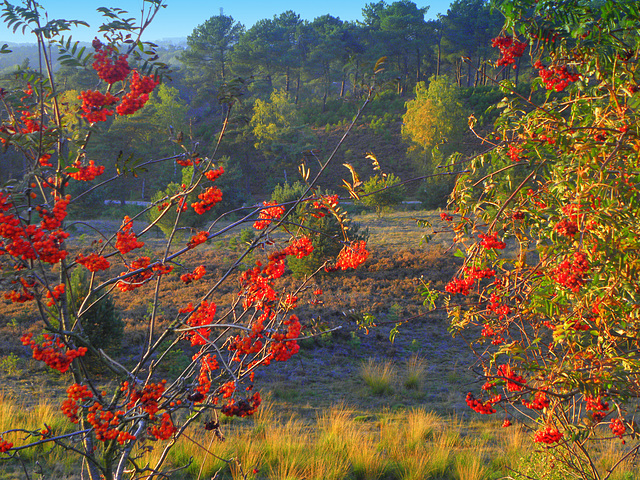 Rowan  moor     (Sorbus aucuparia)