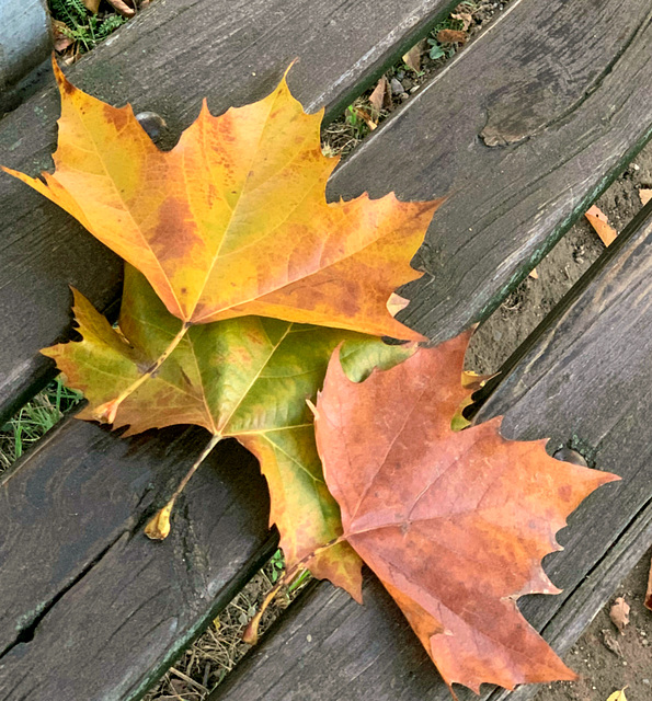 changing leaves