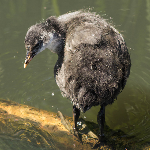 Juvenile Moorhen