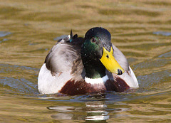 EF7A8541 Mallard