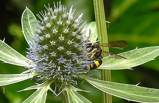 20230719 2418CPw [D~LIP] Flachblättriger Mannstreu (Eryngium planum), Bienenjagende Knotenwespe (Cerceris rybyensis), Bad Salzuflen