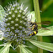 20230719 2418CPw [D~LIP] Flachblättriger Mannstreu (Eryngium planum), Bienenjagende Knotenwespe (Cerceris rybyensis), Bad Salzuflen