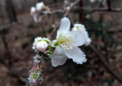 Winterkirschblüte im Dezemberfrost