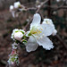 Winterkirschblüte im Dezemberfrost