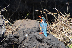 Botswana, Chobe National Park, Common Kingfisher Looking Left