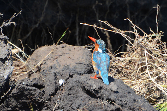 Botswana, Chobe National Park, Common Kingfisher Looking Left Botswana, Chobe National Park, Common Kingfisher Looking Left
