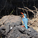 Botswana, Chobe National Park, Common Kingfisher Looking Left