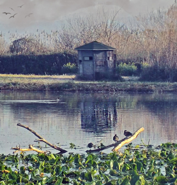 Reflection in lake Hule