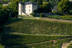 Domaine vin de Savoie