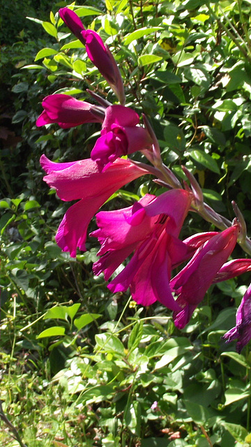 Wild gladioli