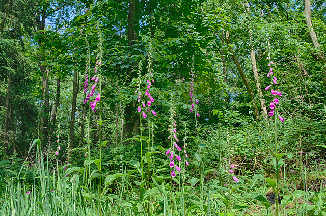 Summer Woodland