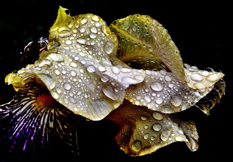 Iris. Raindrops