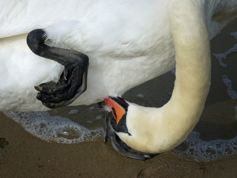Feathering