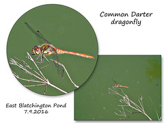Common Darter dragonfly - East Blatchington Pond 7 9 2016