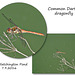 Common Darter dragonfly - East Blatchington Pond 7 9 2016
