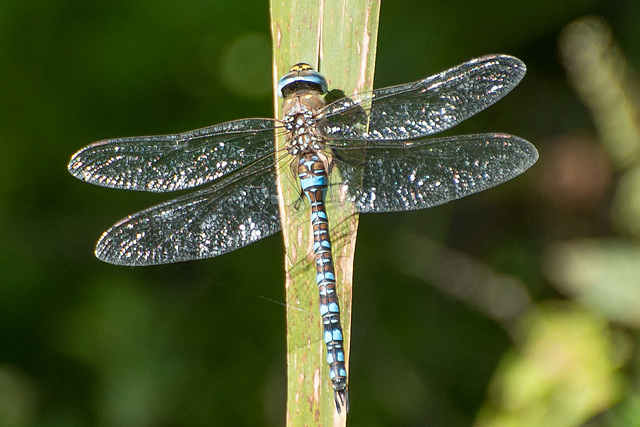 Migrant Hawker m (Aeshna mixta) DSB 2095