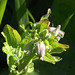 Some canterbury bells are coming up