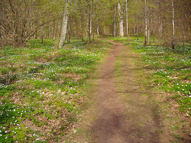 Furutorp Vinslöv