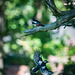 Greater spotted woodpeckers2w
