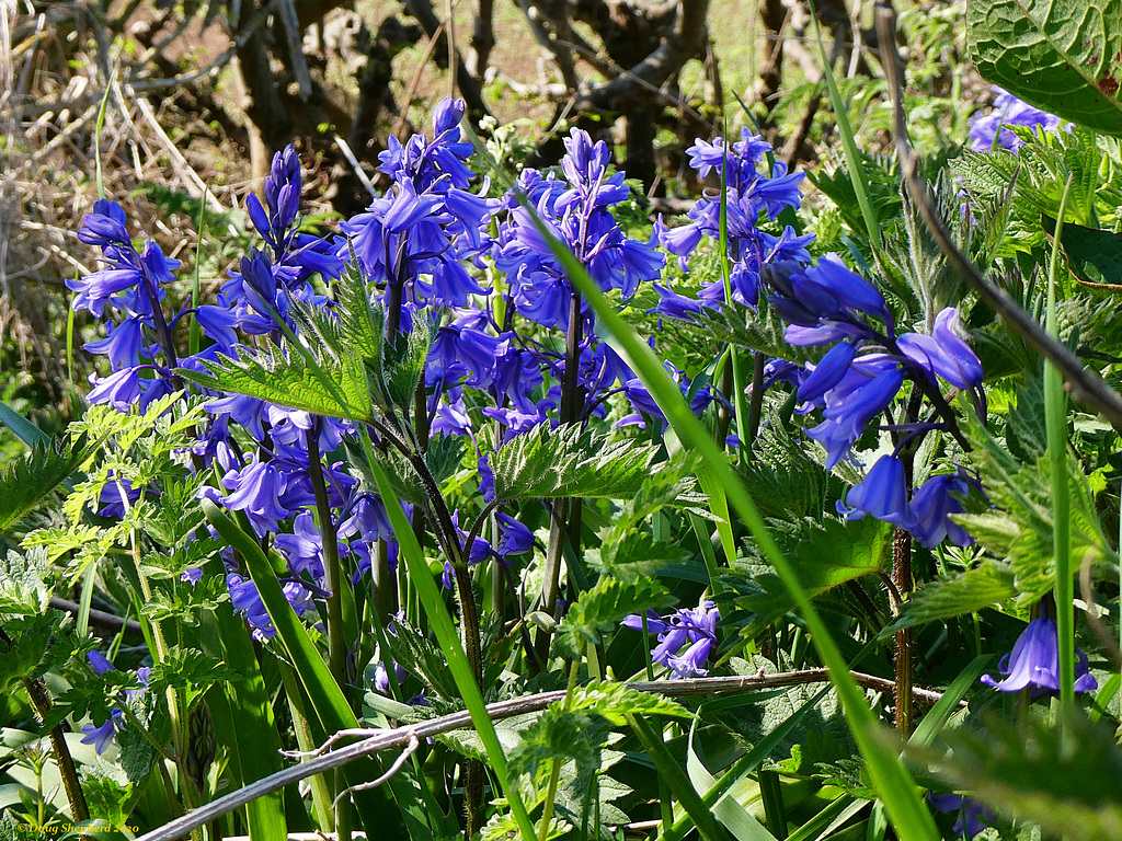 Bluebells by the Hedgerow (1 xPiP)