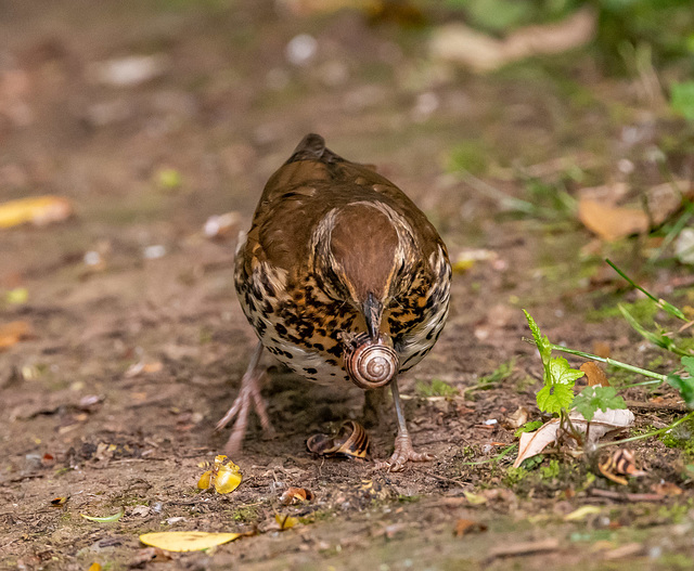 Song thrush