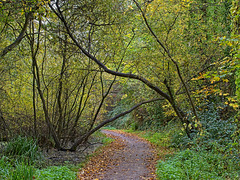 Hayling Billy Trail (3)