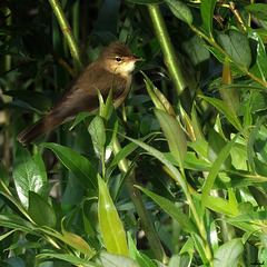 Rousserolle effarvatte (Acrocephalus scirpaceus)