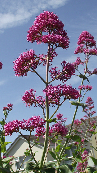 More of the milkweed