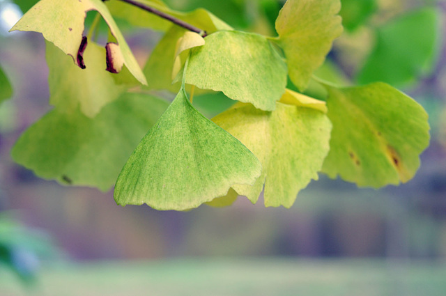 Gingko Leaves, November