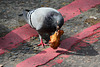 England 2016 – Pigeon eating a chicken