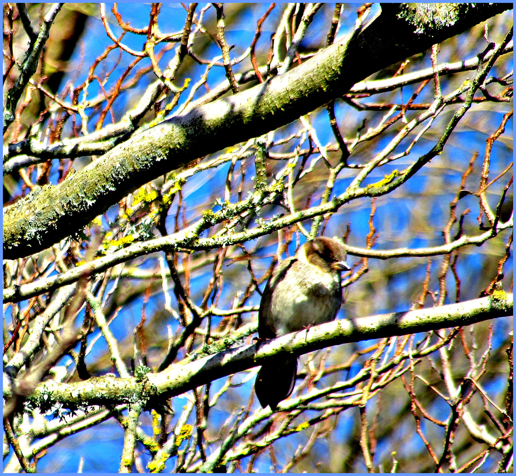 Perching Sparrow.