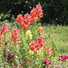 Spring Series ~ 2017 ~  last year's  "Snap Dragons"  (a late freeze stunned this year's blooms :(