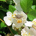 A stink bug on a multiflora rose.