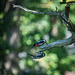 Greater spotted woodpeckersb1