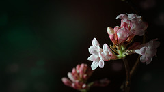 Winterblüher in meinem Garten