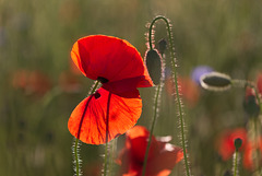 Mohnblüte einzeln