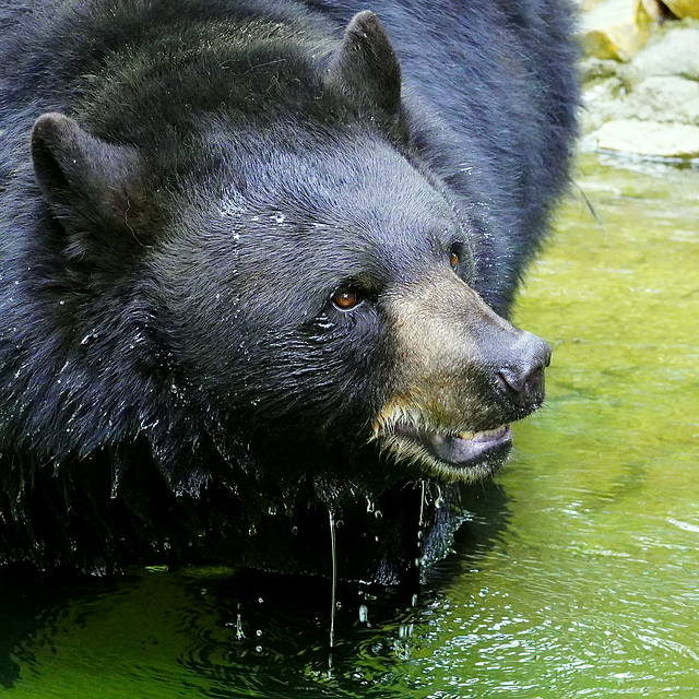 Schwarzbär